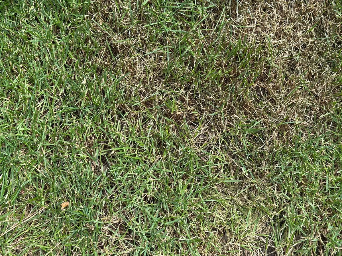 Trawnik usycha. Co zrobić, żeby trawnik był zielony?