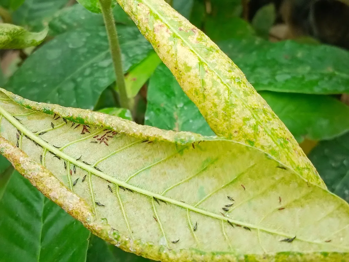 Oprysk na przecinki czyli małe robaki wciornastki. Co je odstrasza? Jak się ich pozbyć?