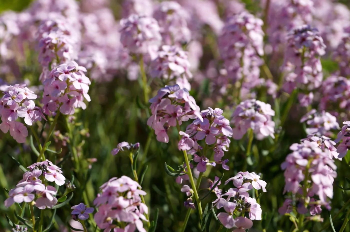 Ten kwiat urośnie nawet na nieurodzajnej glebie i żwirze. Zobacz galerię zdjęć