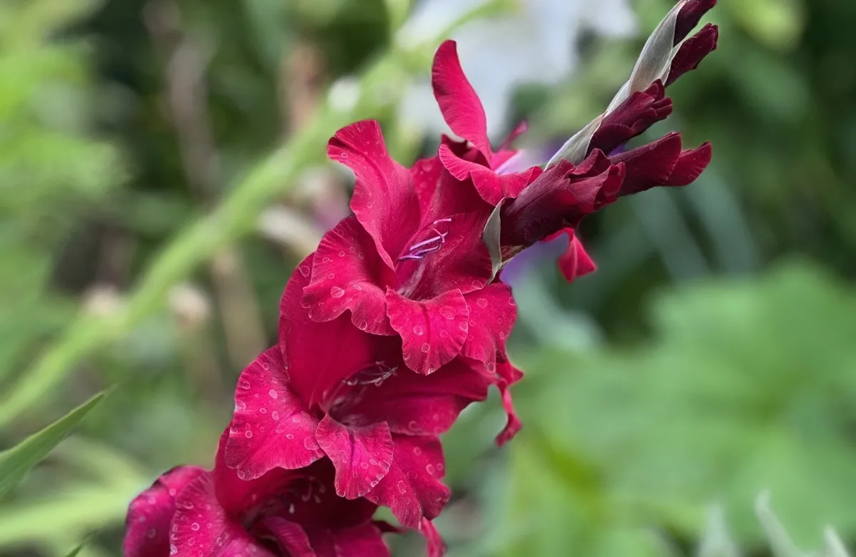 Czy mieczyki są wieloletnie, a może wykopać je na zimę?