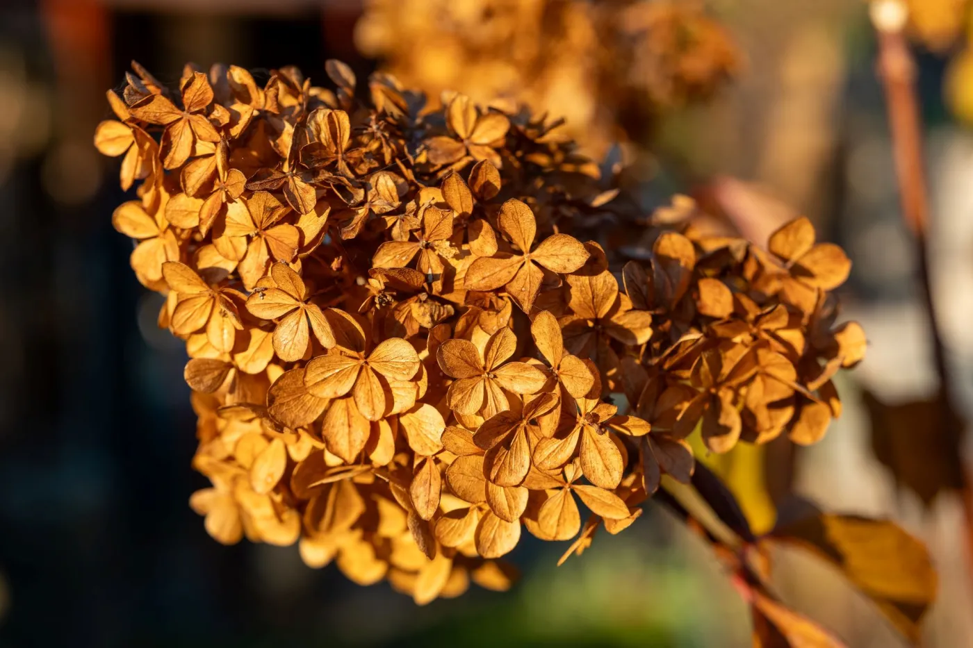 Kiedy obcinać suche kwiaty hortensji bukietowej i ogrodowej?