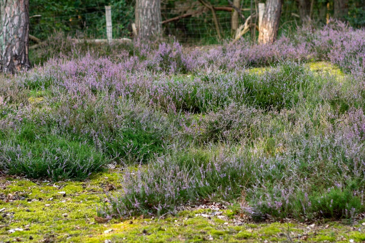 Dodaj do wody i podlej tym wrzosy. Będą kwitły jak szalone