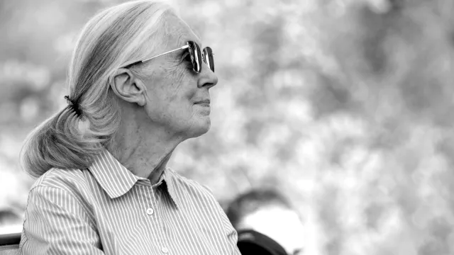 Odeszła legenda. Zmarła Jane Goodall, słynna badaczka szympansów