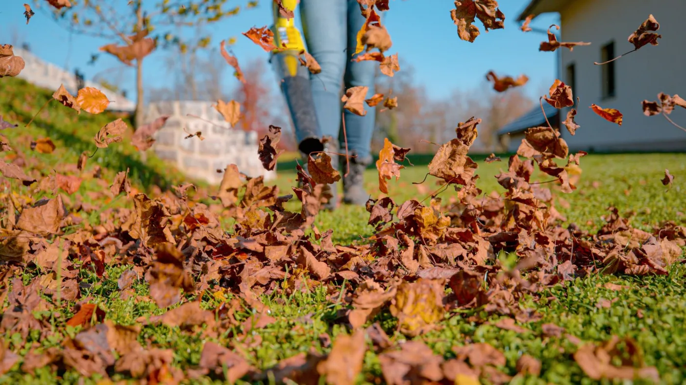 Liście z drzewa sąsiada na mojej działce. Kto ma je sprzątnąć? Co mówią przepisy 2025? Za co można dostać mandat?