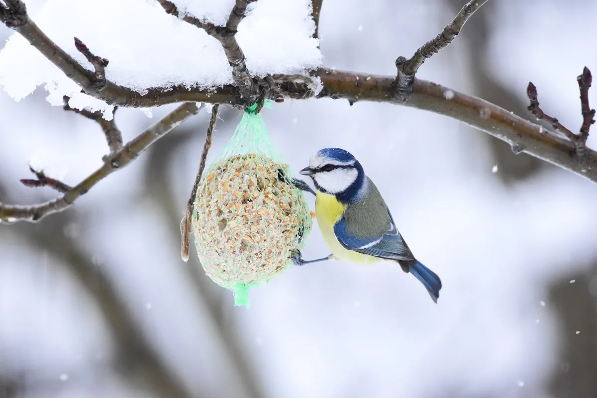 Jak najprościej dokarmiać ptaki? Czy to bezpieczne?