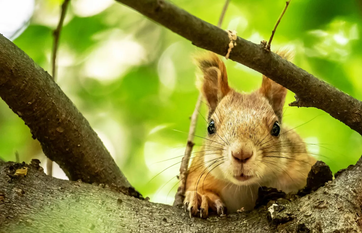 Odgadniesz po trzech słowach co to za zwierzę? Quiz (nie tylko) dla miłośników zwierząt!