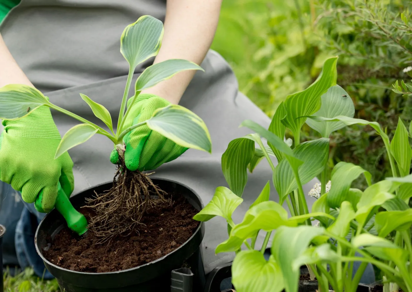 7 bylin do posadzenia w marcu, aby w maju rabata była pełna kwiatów