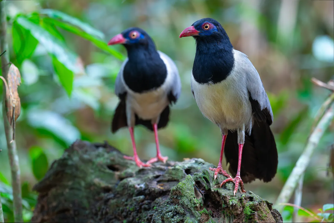 Podchwytliwy QUIZ ortograficzny i ornitologiczny w jednym. 10/10 dla orłów