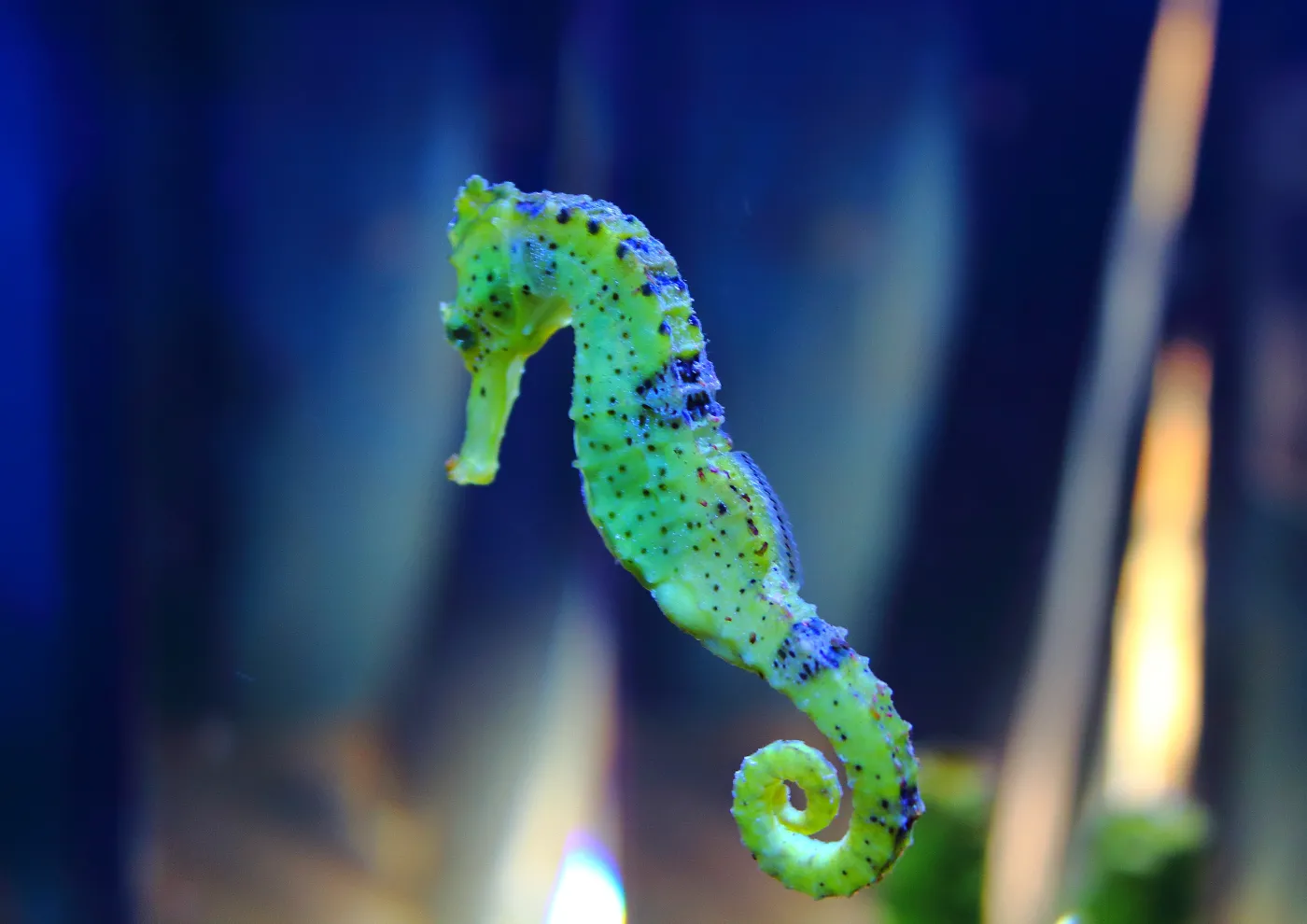 The,Sea-horse.,Seahorses,Are,Mainly,Found,In,Shallow,Tropical,And