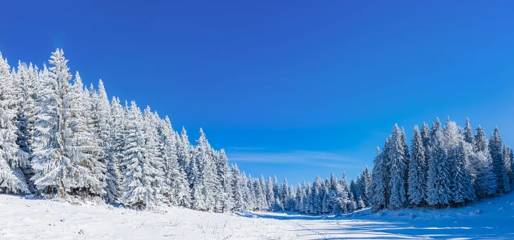 Quiz o zimowych i świątecznych piosenkach z PRL