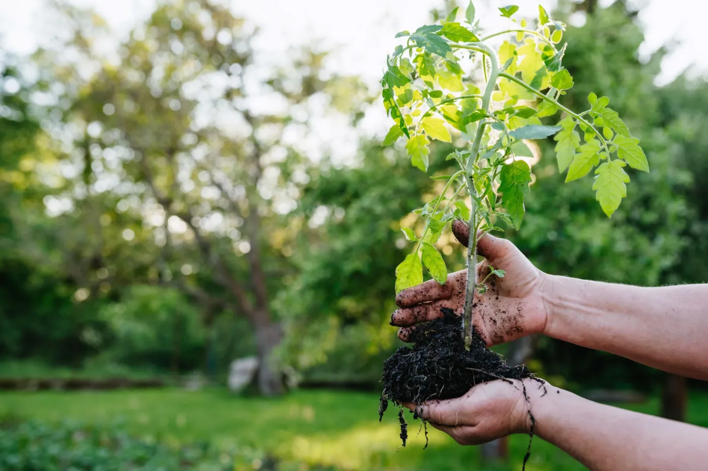 Co zrobić żeby sadzonki pomidorów szybciej rosły?