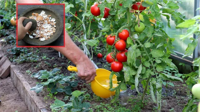 Skorupki jajek pod pomidory i paprykę. Świetny naturalny nawóz dostarcza wapnia
