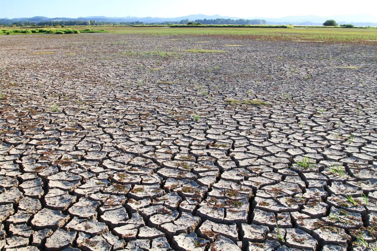 "Ekstremalnie wysokie temperatury". Gubernator stanu Oregon informuje o 95 ofiarach śmiertelnych