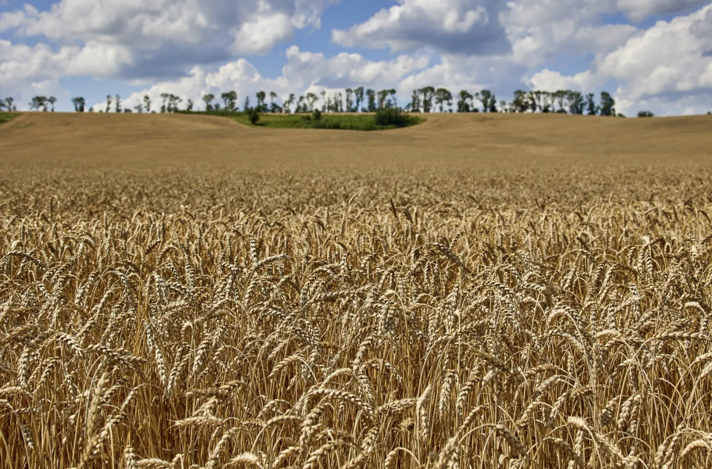 Czy Polskę zalewa zboże z Ukrainy? "Na odprawę czeka 16,7 tys. wagonów"