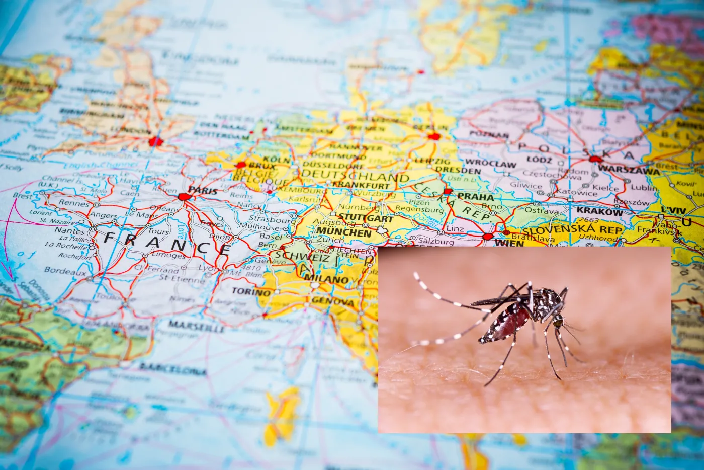 Choroba tropikalna niebawem zadomowi się w Europie. Ekspert ostrzega