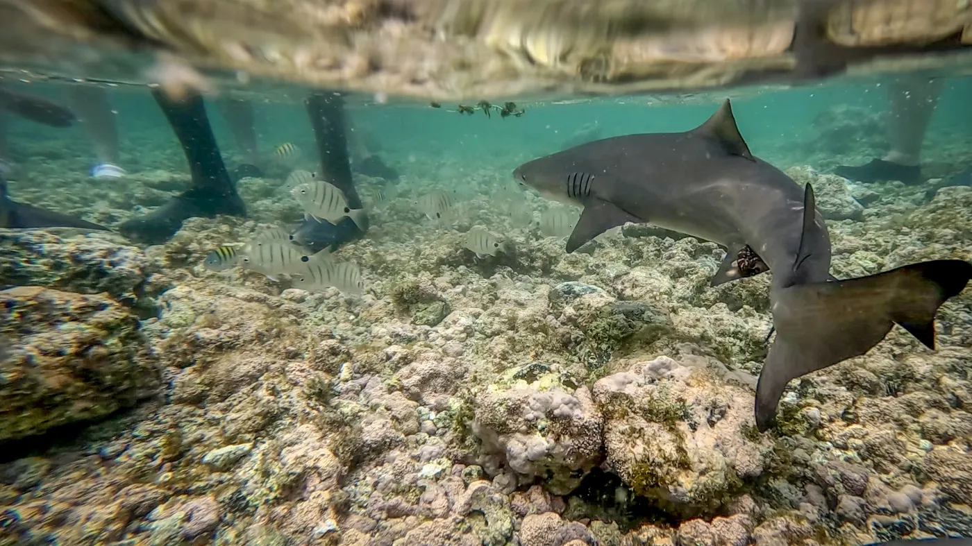 Shark,Bay,,Sal,Island,,Cape,Verde,-,Underwater,Photo,Of
