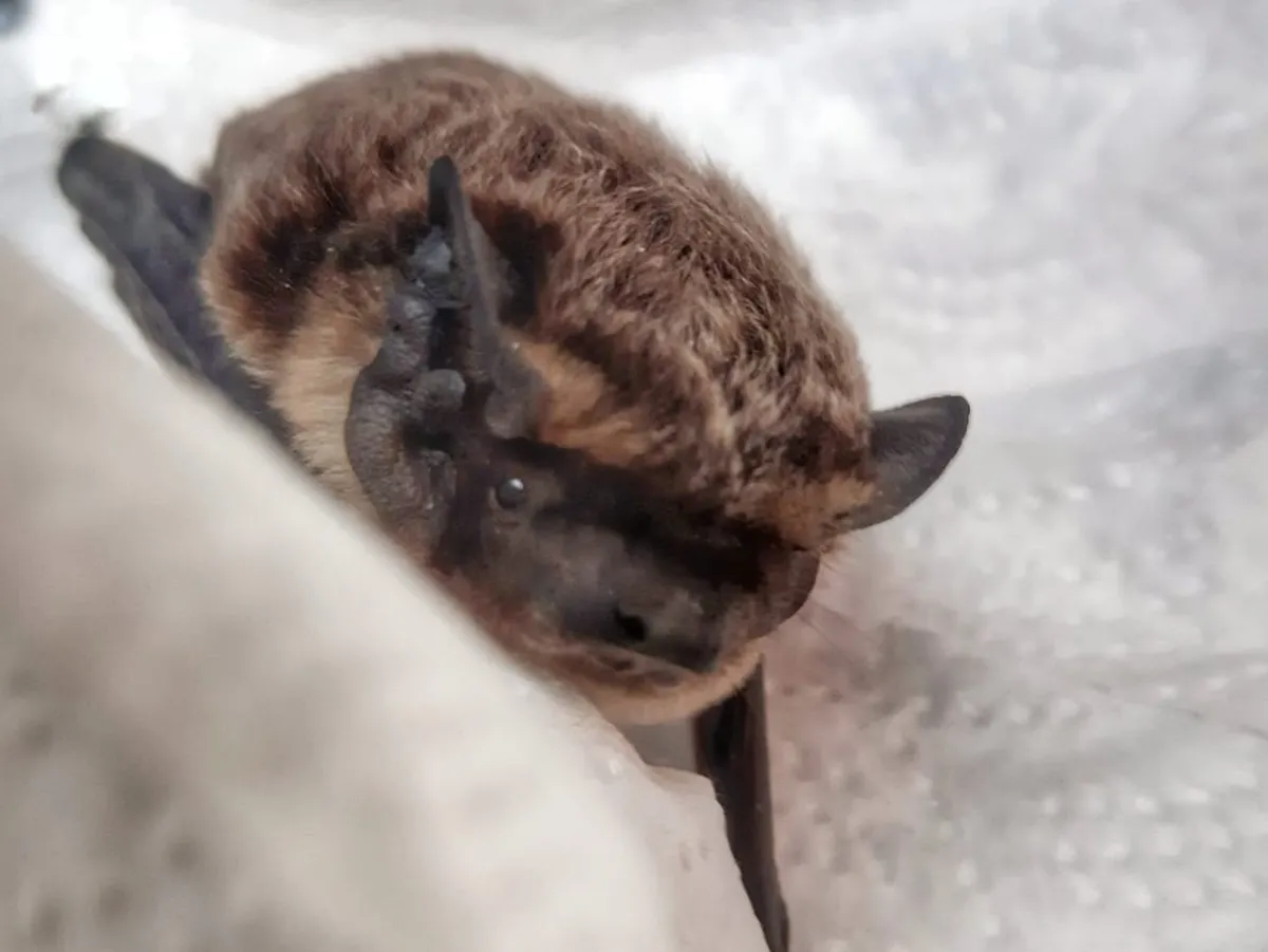 Otworzyła prezent. W środku nietoperz