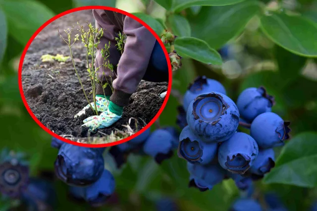 Kiedy sadzić borówkę amerykańską? By bujnie rosła, nie możesz przegapić tego terminu