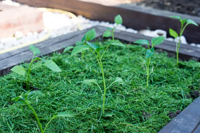 Ogrodnicy nie wyrzucają skoszonej trawy do śmieci. Oto co z nią robią