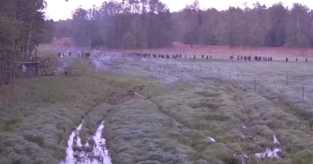 Szturm na polską granicę. Straż graniczna publikuje wstrząsające nagranie