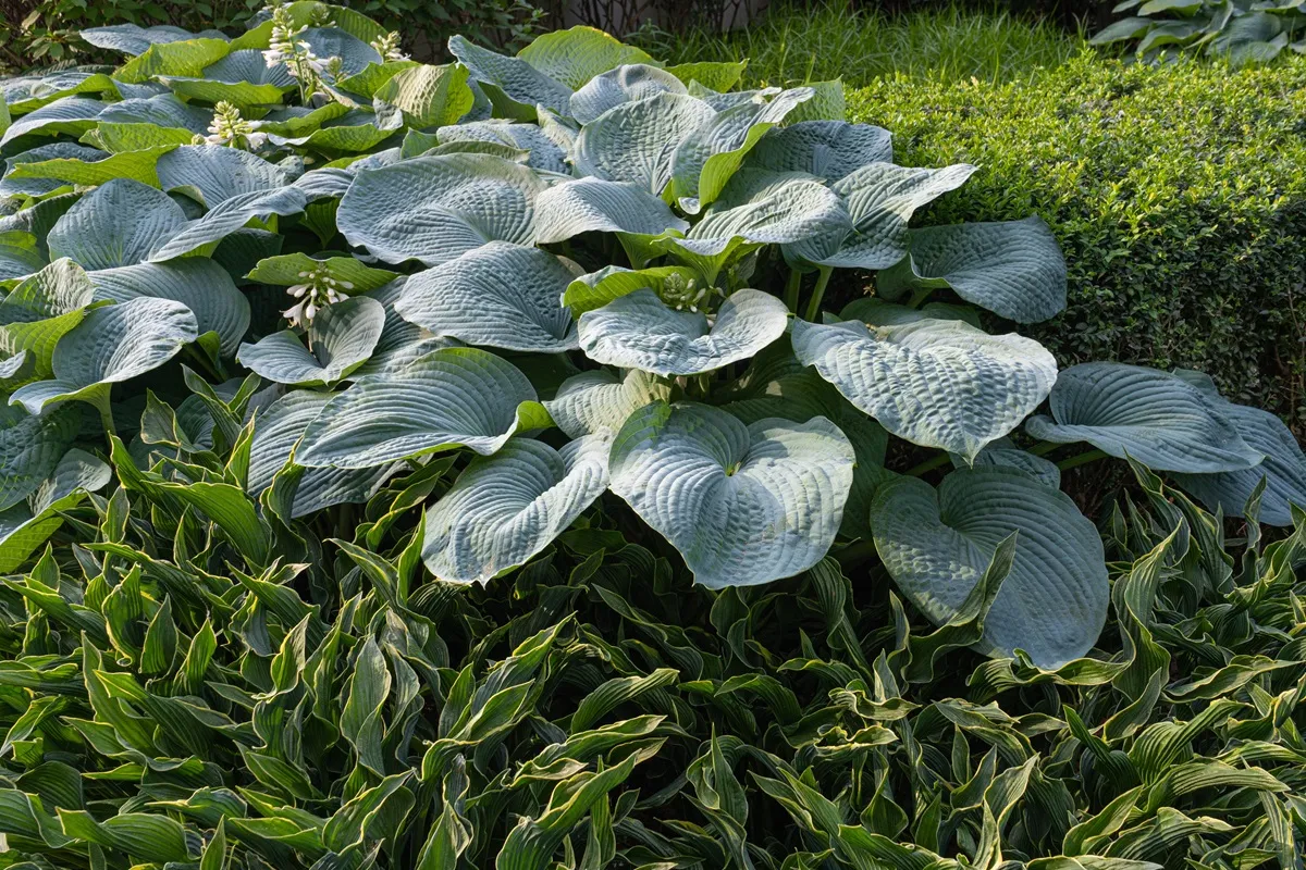 funkia-big-daddy-hosta-roslina-do-cienia-w-ogrodzie-38238534.jpg