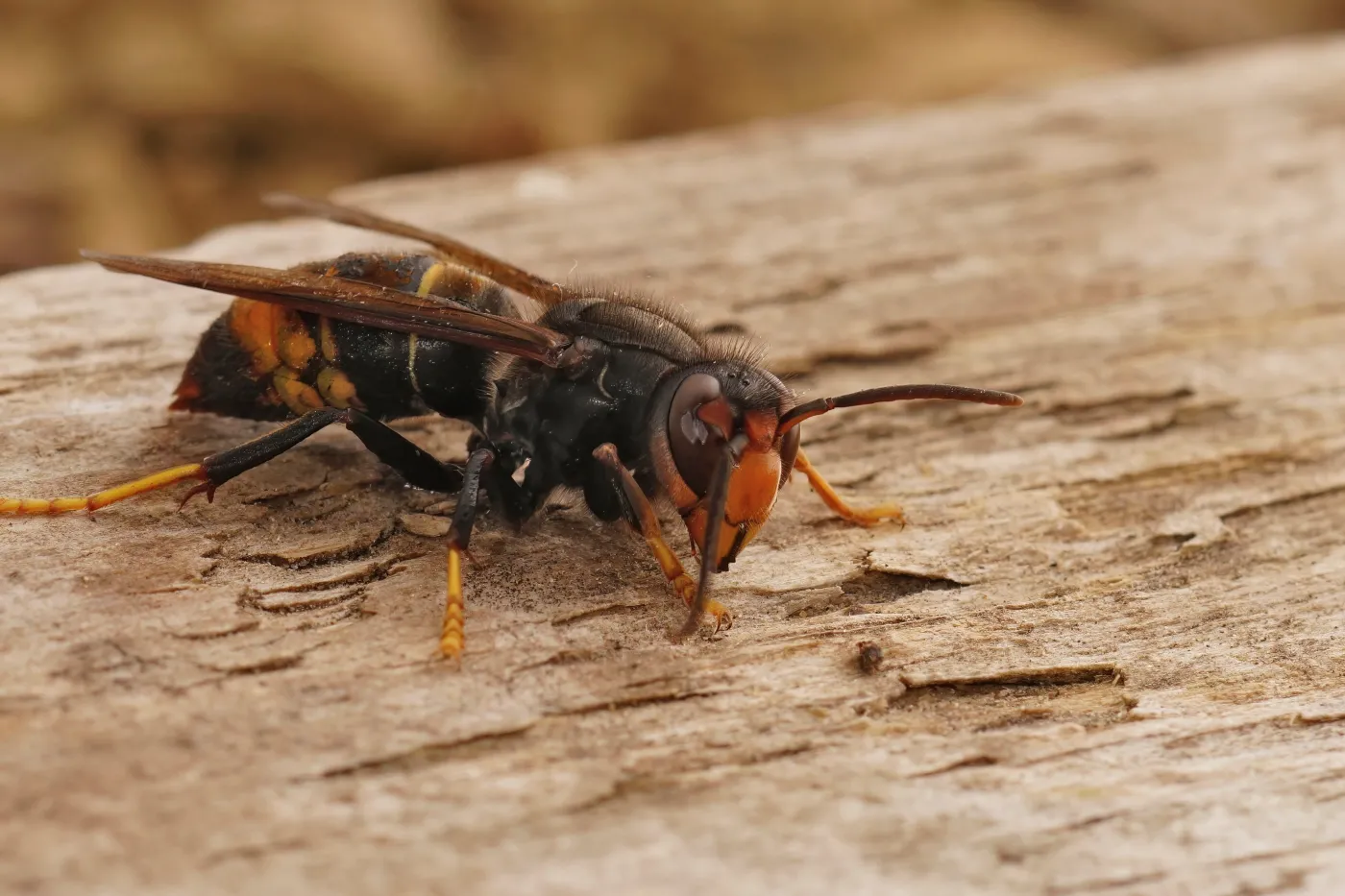 Szerszeń wleciał do domu? Zachowaj spokój i działaj