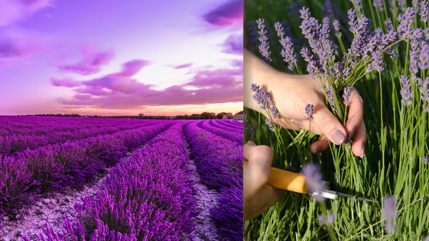 Letnie przycinanie lawendy to niezwykle istotny zabieg: kiedy i jak je wykonać