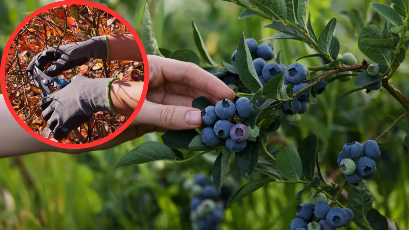 Jak dbać o borówkę amerykańską jesienią? Podpowiadamy