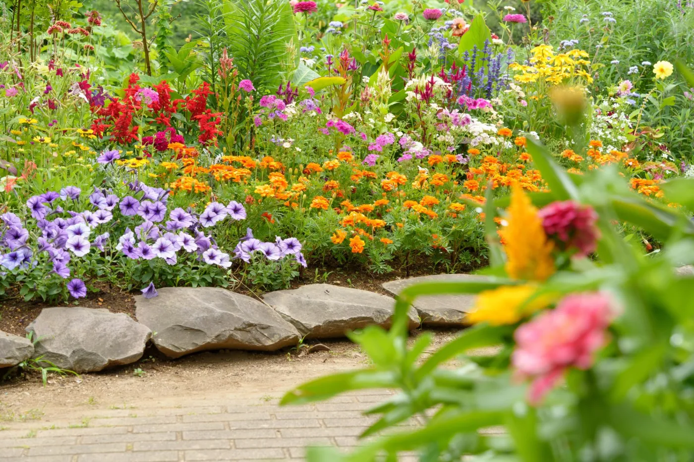 Jakie kwiaty kwitną w lipcu? Kwiaty jednoroczne, byliny i krzewy kwitnące w lipcu