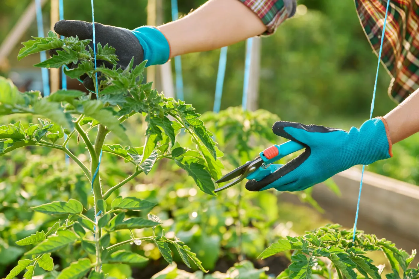 Ogławianie pomidorów - kiedy? Co daje ogławianie pomidorów? Na czym polega ogławianie pomidorów?