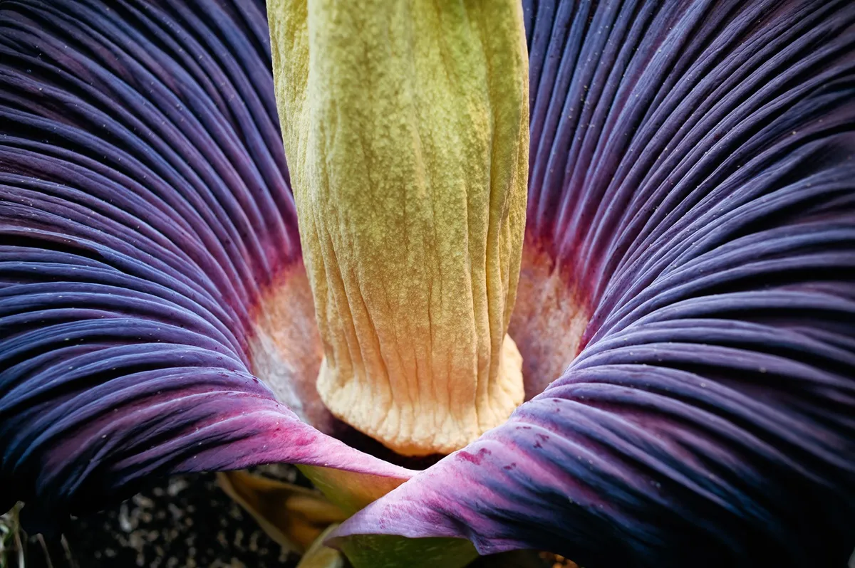 Dziwidło olbrzymie zakwitło! Najbardziej śmierdzący kwiat świata [Relacja live na YouTube]