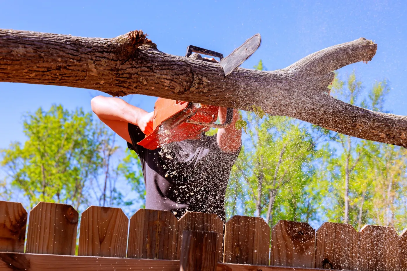 Nowe zasady dotyczące wycinki drzew na posesjach. Pomyłka może kosztować nawet 4 tys. zł