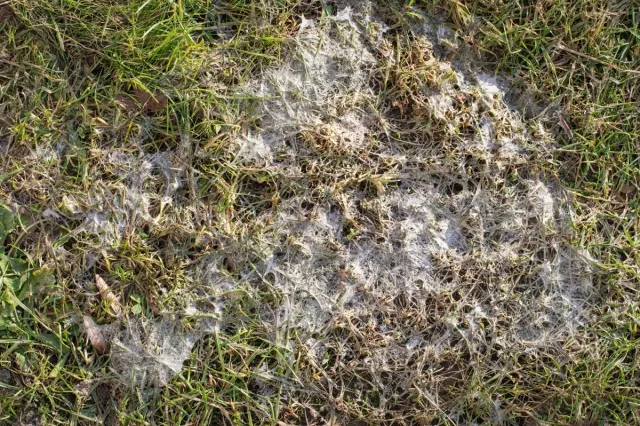 Trawa po zimie - pleśń śniegowa na trawniku to choroba grzybowa. Co z tym zrobić?