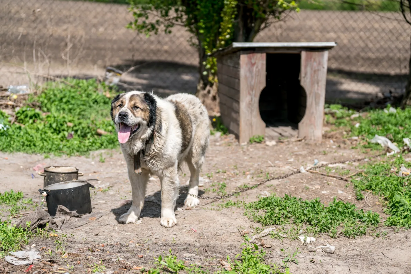 KO będzie walczyć o "ustawę łańcuchową". "Zobaczymy, czy prezydent jest skłonny pomóc zwierzętom"