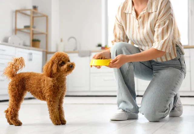 Karma sucha czy mokra - co jest lepsze? Czy można łączyć dwa rodzaje karmy dla psa?