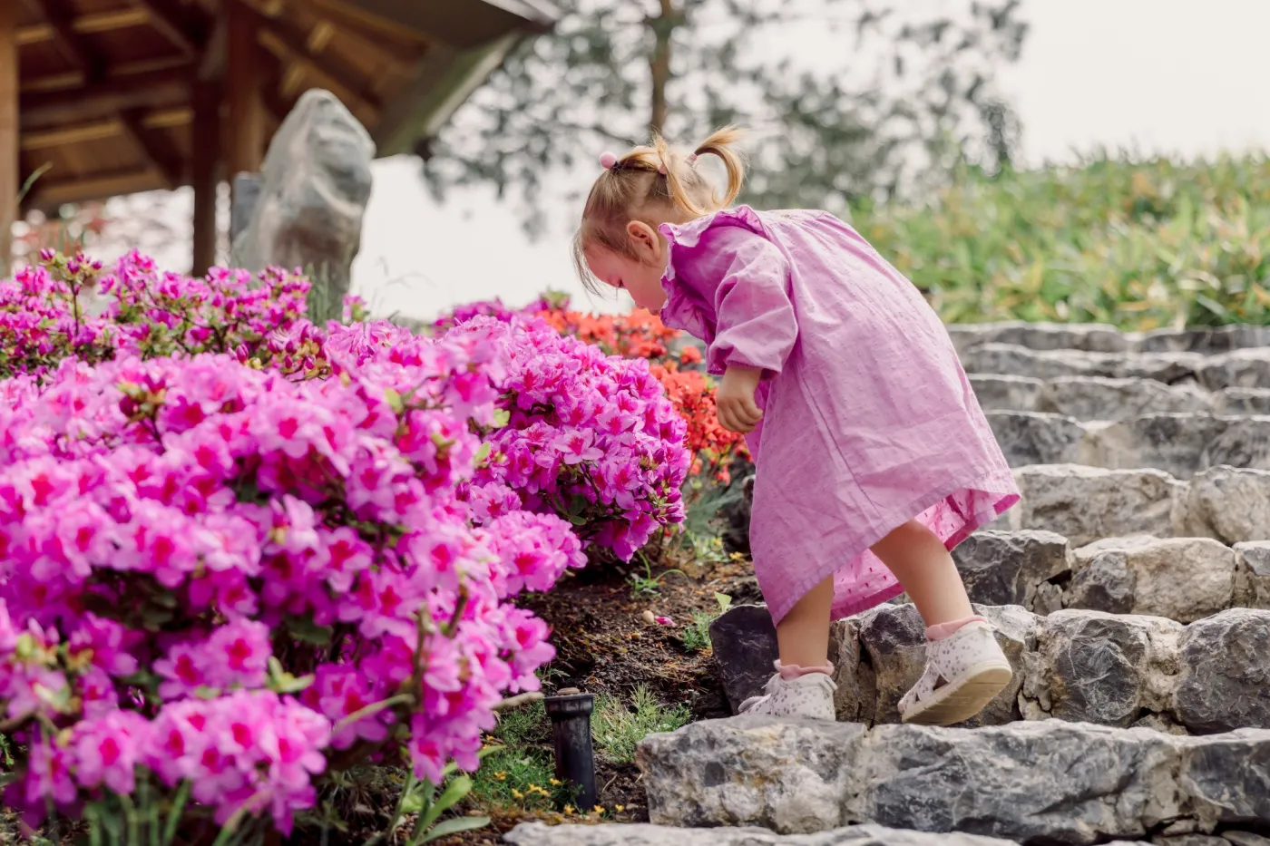 Curious,Toddler,Girl,Climbing,Stone,Steps,Near,Bright,Pink,Flowers
