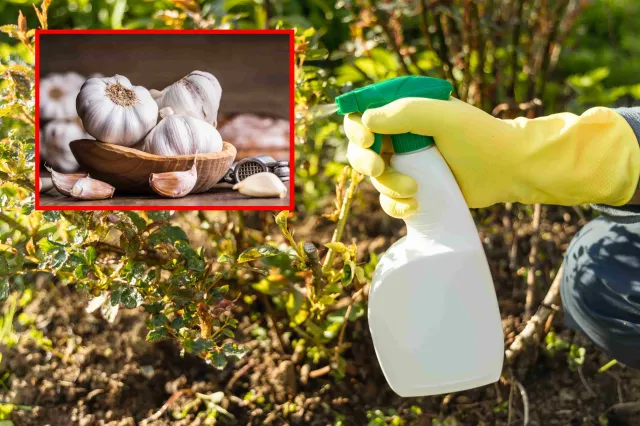 Oprysk z czosnku na szkodniki i choroby. Sprawdź, jak wykorzystać czosnek w ochronie roślin
