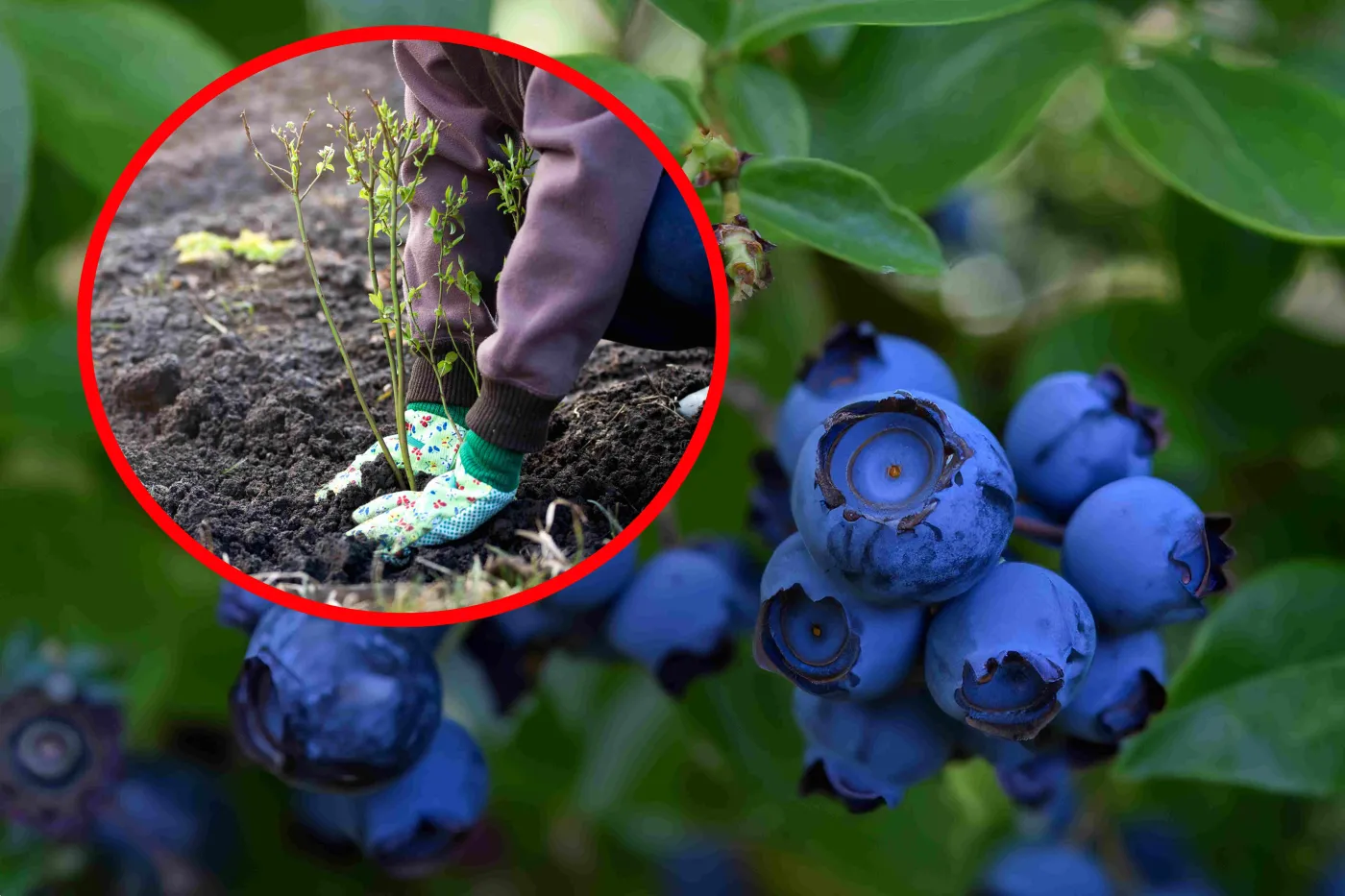 Kiedy sadzić borówkę amerykańską? By bujnie rosła, nie możesz przegapić tego terminu