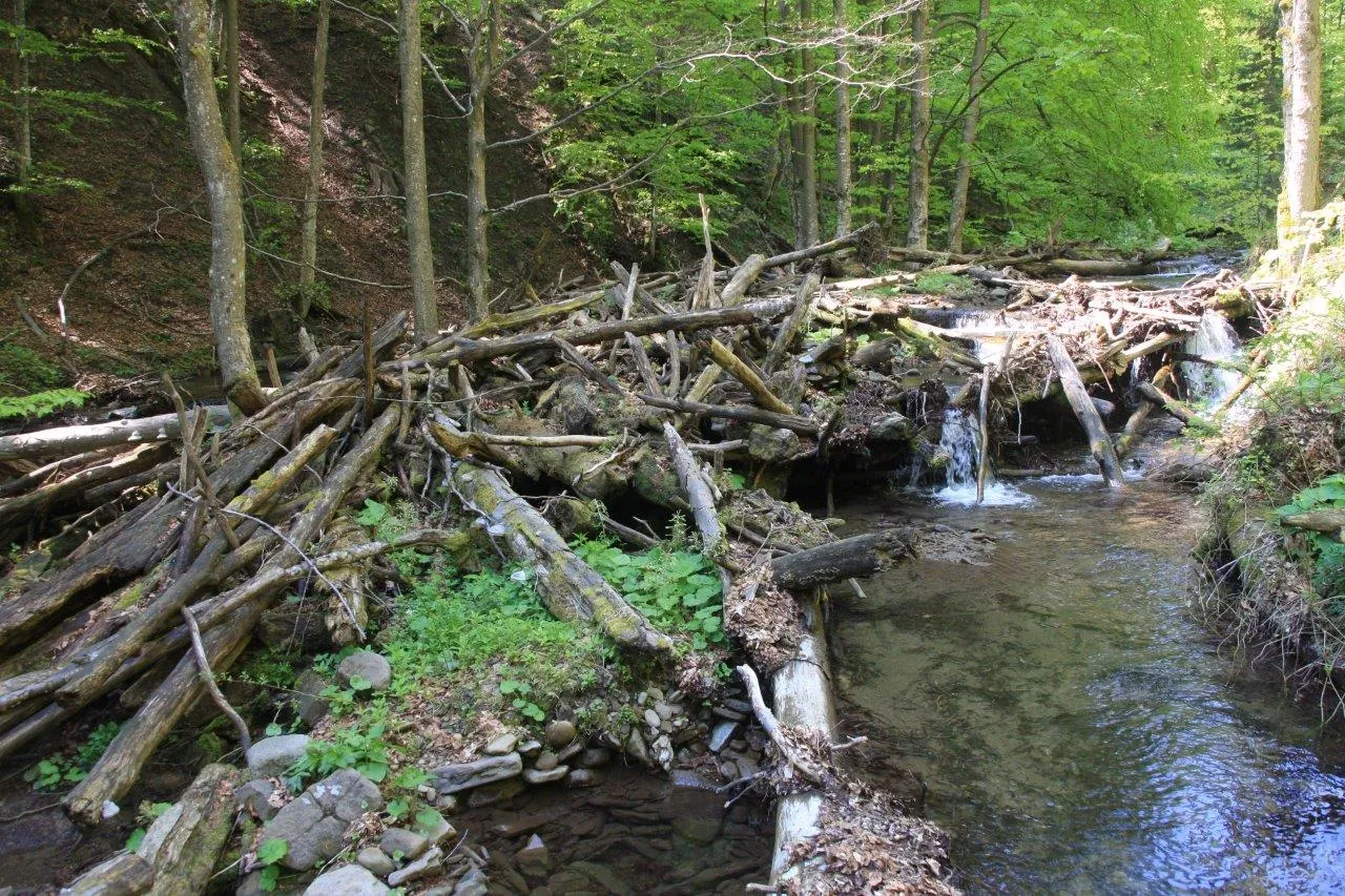 Dobra wiadomość dla miłośników natury. Będą nowe siedliska fauny i flory [FOTO]