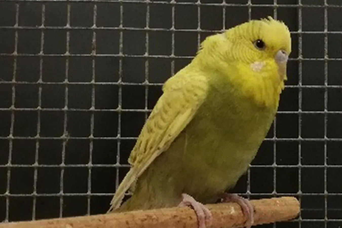 Papużka odkrywa uroki podróżowania komunikacją miejską