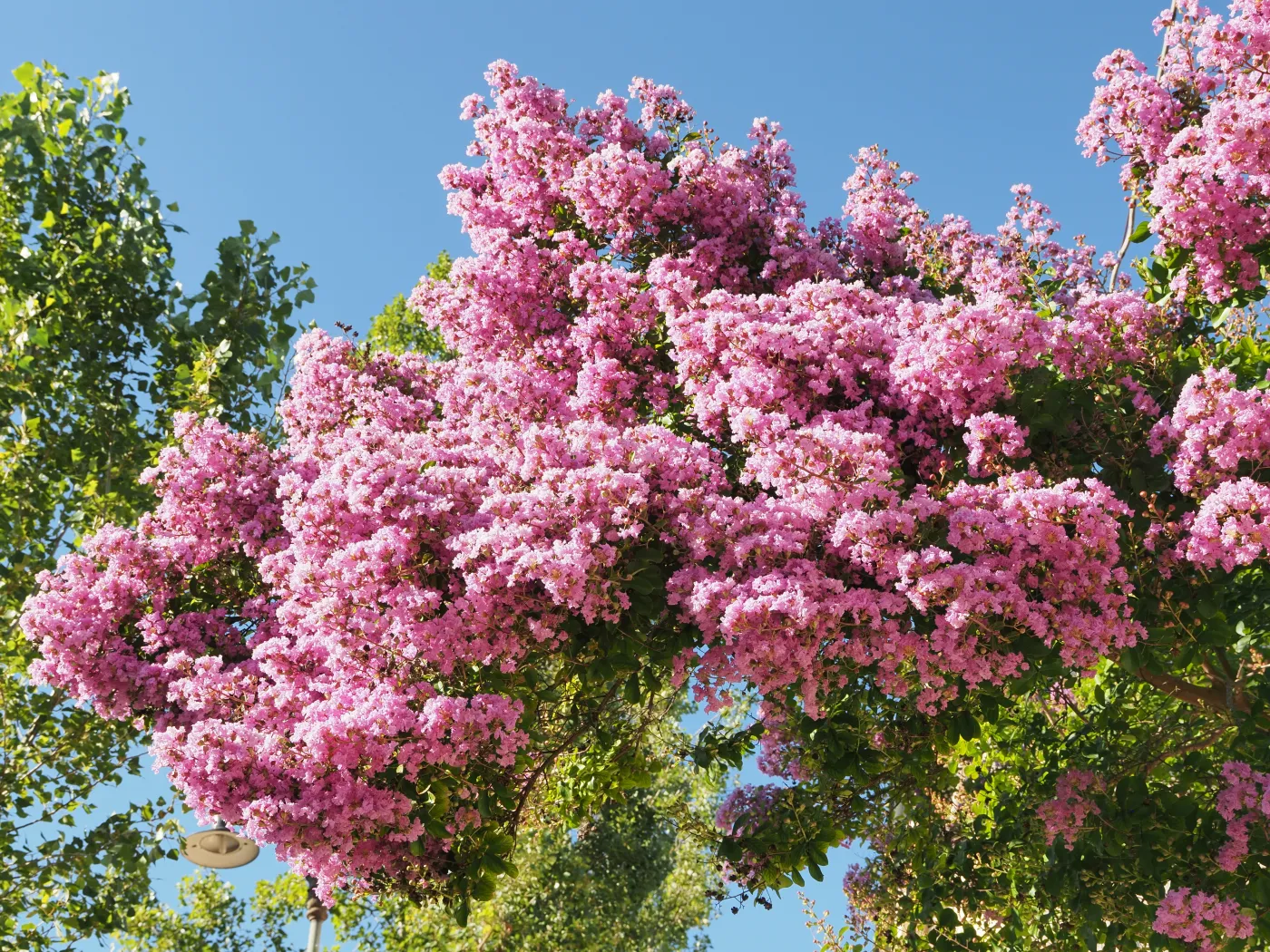 Lagerstroemia indica kwitnie przez cztery miesiące. Pochodzi z Azji, ale świetnie czuje się także w Polsce