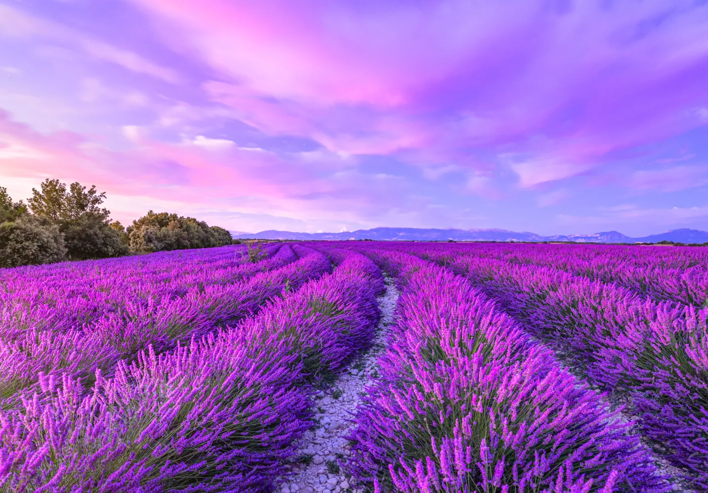 Lawenda pole pola lawendy Wonderful,Nature,Landscape,,Amazing,Sunset,Scenery,With,Blooming,Lavender,Flowers.