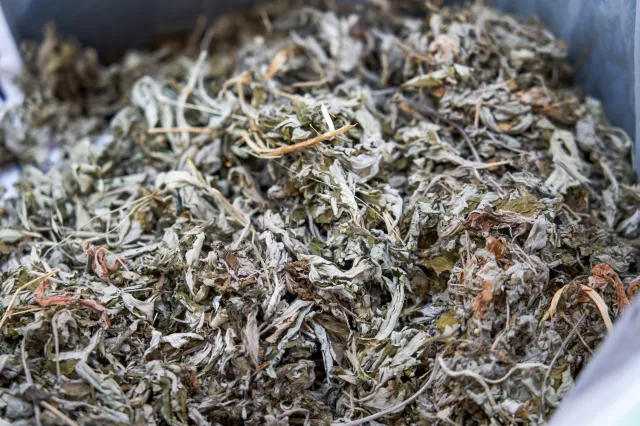 Ta roślina ochroni twój dom. Rytuał szeptuch na wrzesień