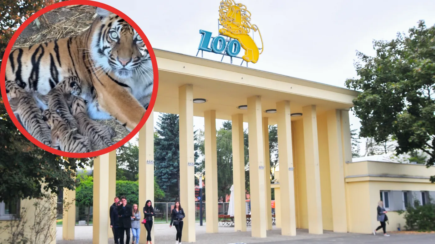 Sensacyjne narodziny we wrocławskim zoo. Nagranie podbija sieć