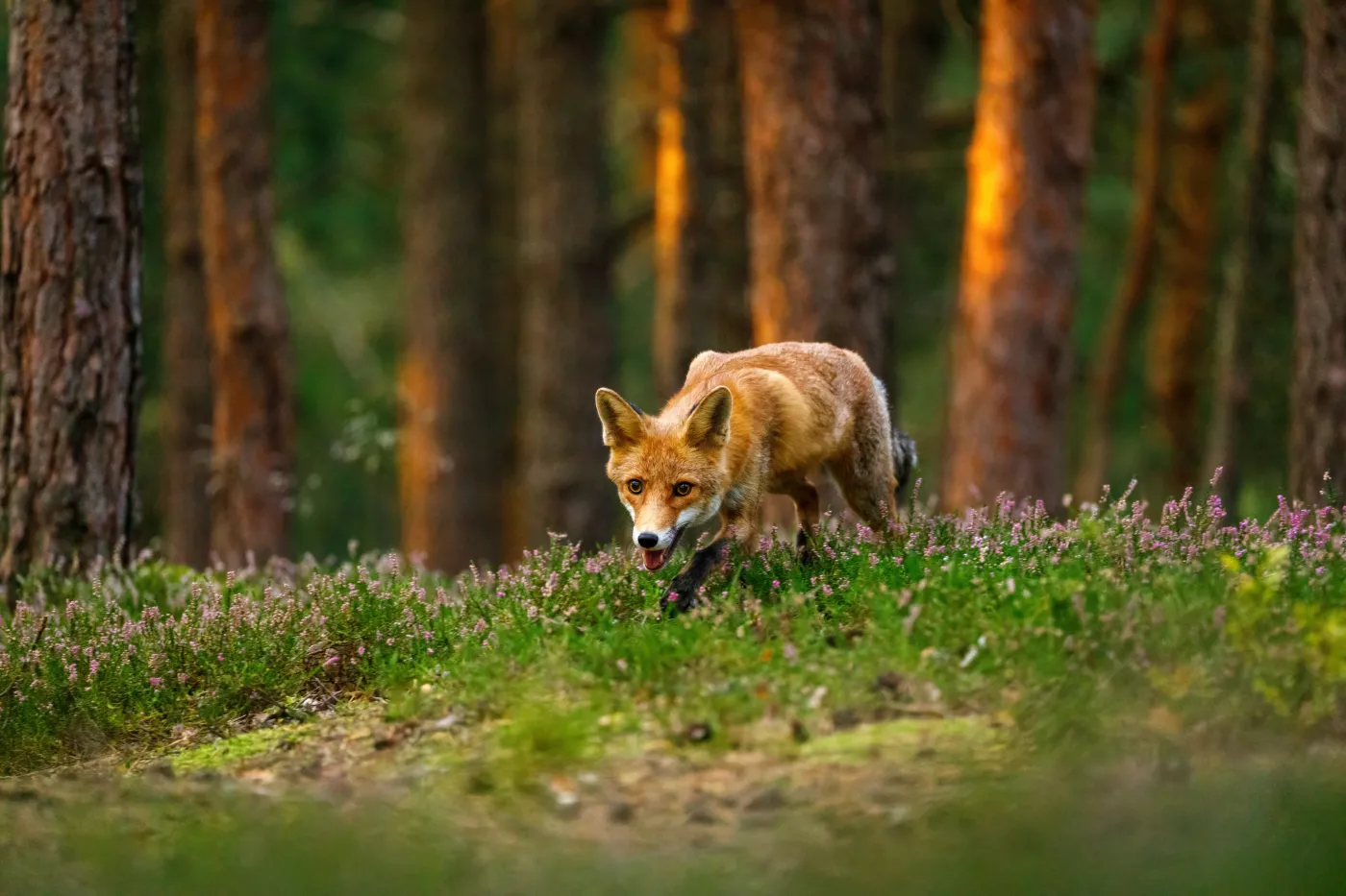 Uwaga! Szczepienia lisów w Małopolsce. Co musisz wiedzieć?