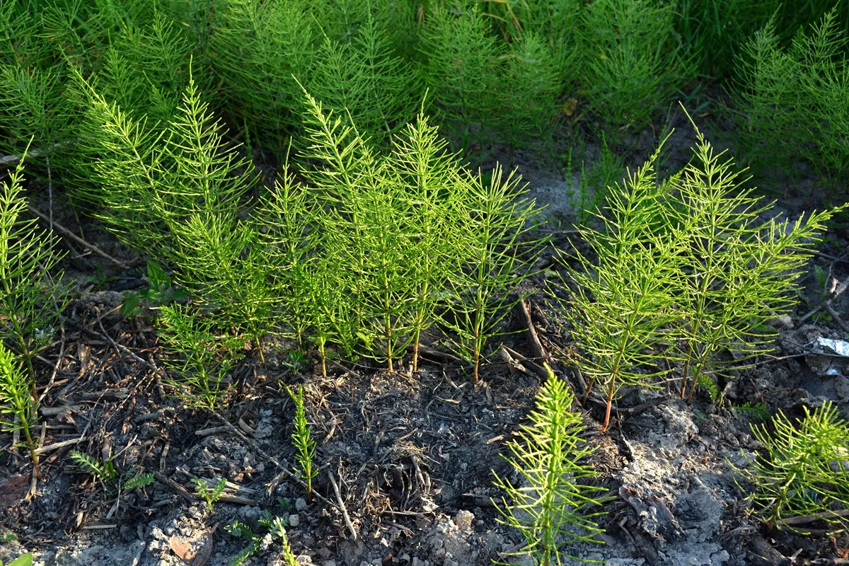 Zaraza ziemniaczana na pomidorach: jak zapobiegać? [OPRYSK]