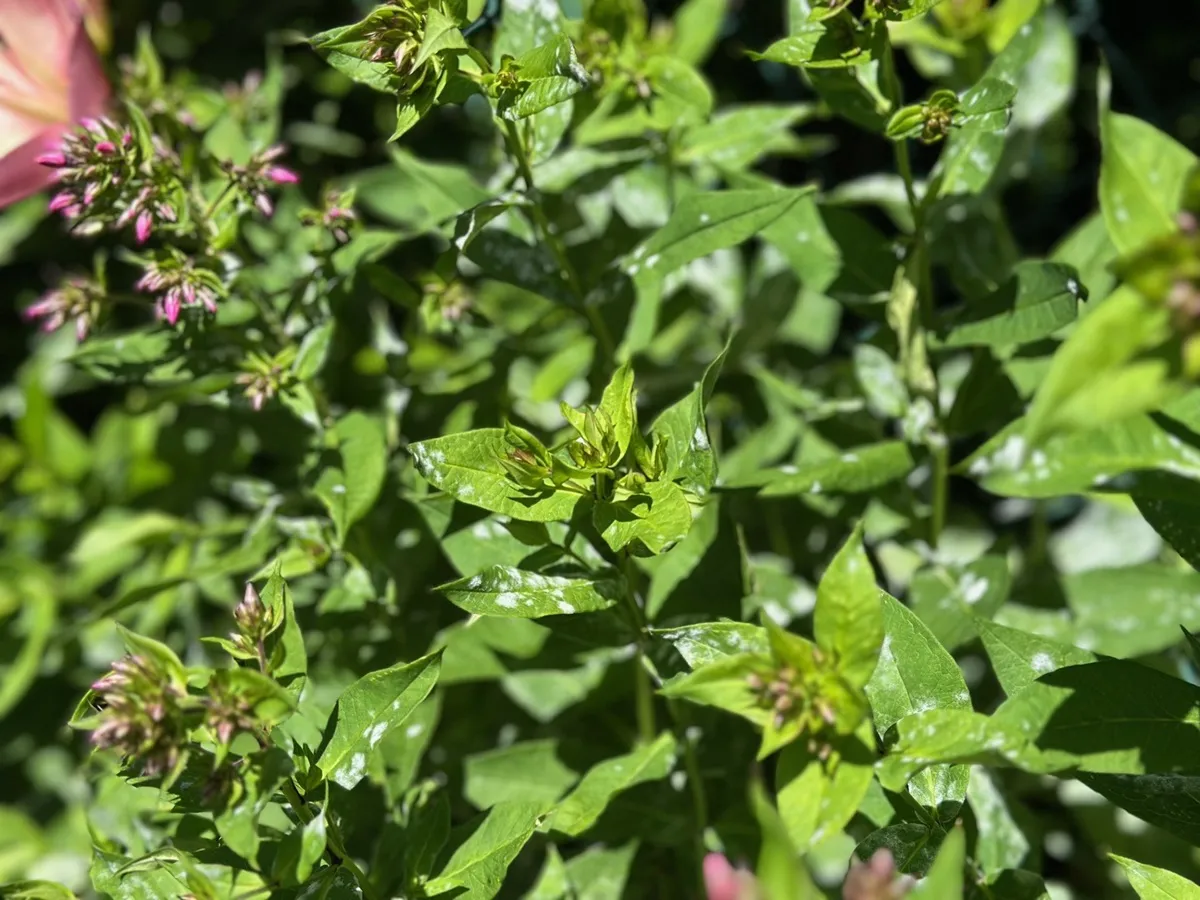 Mączniak na floksach: domowe sposoby na oprysk i profilaktyka