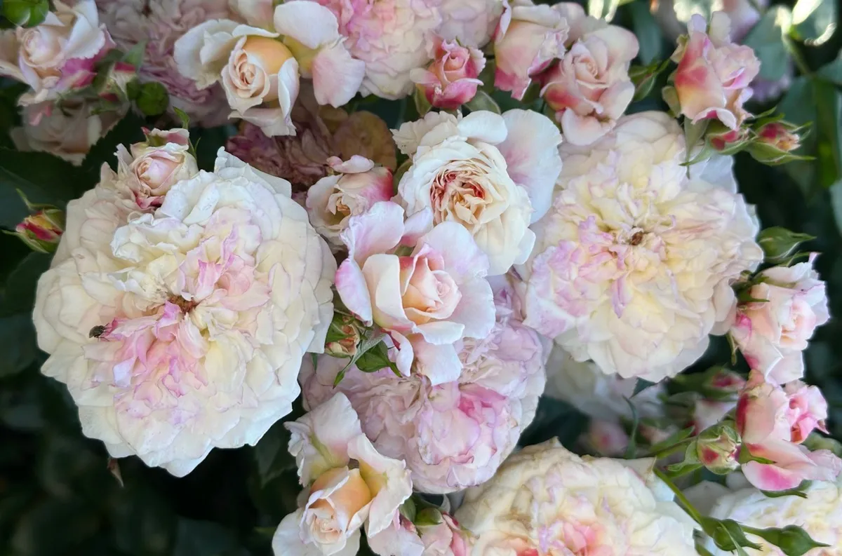 Róże po pierwszym kwitnieniu potrzebują nawozu. Czym je podsypać?