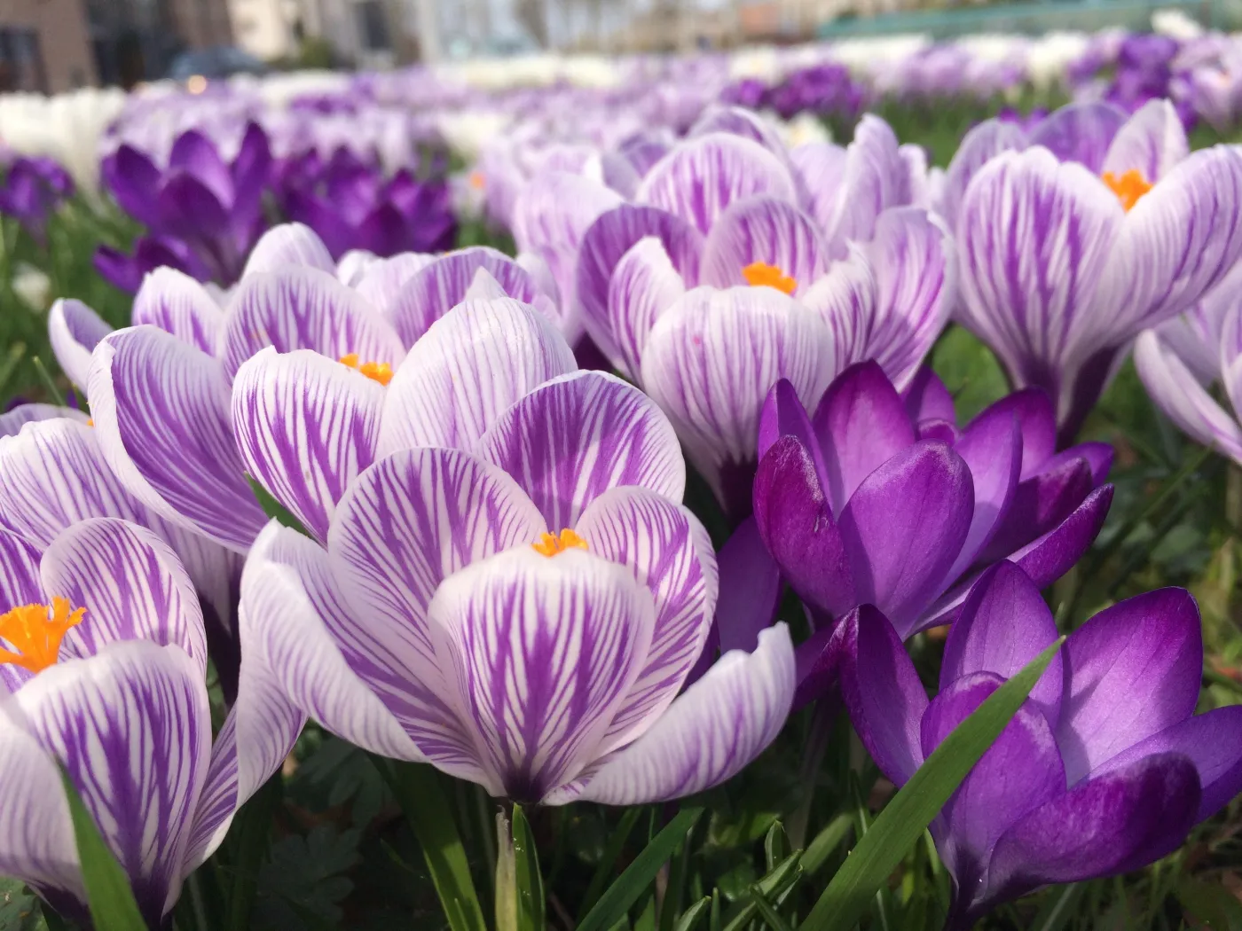Krokus krokusy szafran szafrany kwiaty ogród krokus jesienny Beautiful,Crocus,Flowers,In,A,Spring,Season