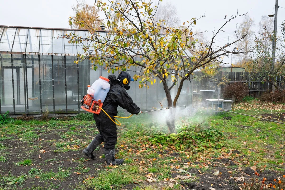 Wykonaj jesienny oprysk drzew, by nie stracić owoców w 2026 roku